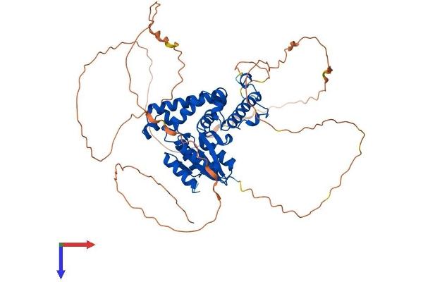 EYA2 Protein (AA 1-538) (His tag)