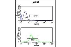 S39A8 Antibody (Center) (ABIN653308 and ABIN2842807) flow cytometric analysis of CEM cells (bottom histogram) compared to a negative control cell (top histogram). (SLC39A8 Antikörper  (AA 218-246))