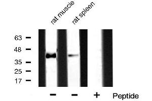 Western blot analysis of extracts of various samples,using p38 antibody.
