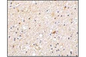 Immunohistochemistry of NADE in human brain tissue with this product at 2 μg/ml. (Nerve Growth Factor Receptor (TNFRSF16) Associated Protein 1 (NGFRAP1) (Middle Region) Antikörper)