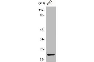 Western Blot analysis of COS7 cells using Cerebellin 4 Polyclonal Antibody (CBLN4 Antikörper  (C-Term))