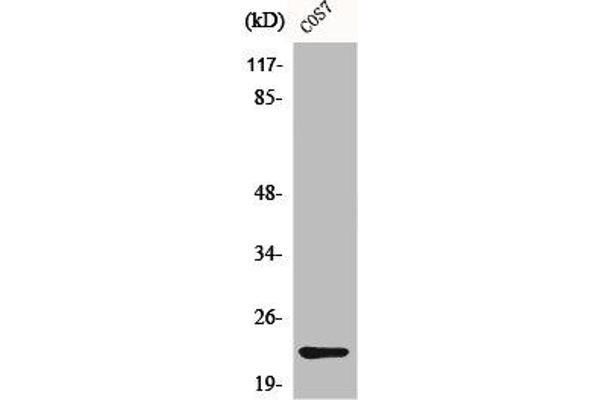 CBLN4 Antikörper  (C-Term)