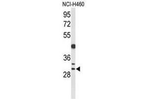 Western blot analysis of CCNB1IP1 Antibody (C-term) in NCI-H460 cell line lysates (35µg/lane).