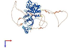 DYRK4 Protein (AA 1-632) (His tag)