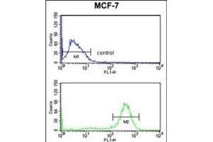 CHPF Antibody (Center) (ABIN652988 and ABIN2842628) flow cytometry analysis of MCF-7 cells (bottom histogram) compared to a negative control cell (top histogram). (CHPF Antikörper  (AA 327-354))