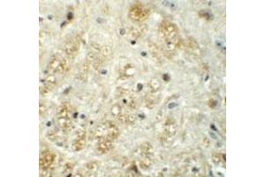 Immunohistochemical staining of mouse brain cells with VASH1 polyclonal antibody  at 5 ug/mL. (VASH1 Antikörper  (C-Term))