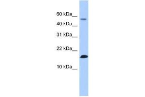 LYZL6 antibody used at 1 ug/ml to detect target protein. (LYZL6 Antikörper  (N-Term))