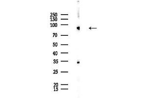 anti-Doublecortin-Like Kinase 2 (DCLK2) (N-Term) antibody