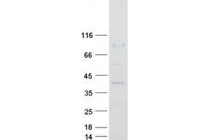 Western Blotting (WB) image for Pentatricopeptide Repeat Domain 2 (PTCD2) protein (Myc-DYKDDDDK Tag) (ABIN2728654)