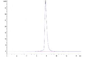 The purity of Human CD6 is greater than 95 % as determined by SEC-HPLC. (CD6 Protein (CD6) (AA 18-402) (His tag))