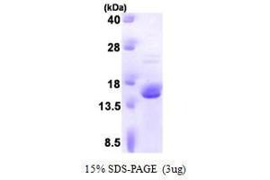 Figure annotation denotes ug of protein loaded and % gel used. (FK506 Binding Protein 2, 13kDa (FKBP2) (AA 22-142) Peptid)