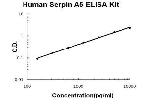 Human  Serpin A5 PicoKine ELISA Kit standard curve (SERPINA5 ELISA Kit)