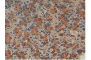 IHC-P analysis of Rat Stomach Tissue, with DAB staining. (IGFBP7 Antikörper  (AA 88-281))