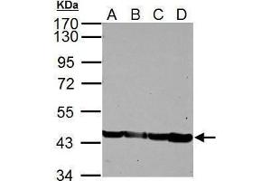 WB Image Sample (30 ug of whole cell lysate) A: NIH-3T3 B: JC C: BCL-1 D: C2C12 10% SDS PAGE antibody diluted at 1:5000 (Actin Antikörper)