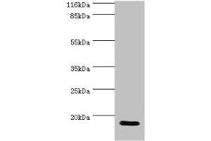 Western blot All lanes: JPT1 antibody at 2 μg/mL + Rat gonad tissue Secondary Goat polyclonal to rabbit IgG at 1/10000 dilution Predicted band size: 17, 20, 12 kDa Observed band size: 17 kDa (JPT1 Antikörper  (AA 2-154))