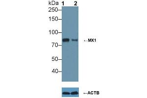 Knockout Varification: ;Lane 1: Wild-type A549 cell lysate; ;Lane 2: MX1 knockout A549 cell lysate; ;Predicted MW: 76kDa ;Observed MW: 80kDa;Primary Ab: 5µg/ml Rabbit Anti-Human MX1 Ab;Second Ab: 0.