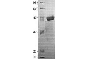 Validation with Western Blot (UBE2H Protein (Transcript Variant 1) (His tag))