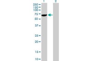Western Blot analysis of USP14 expression in transfected 293T cell line by USP14 MaxPab polyclonal antibody. (USP14 Antikörper  (AA 1-494))