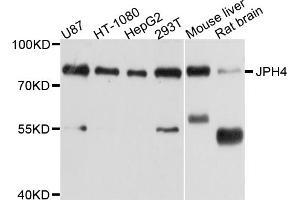 Western blot analysis of extracts of various cell lines, using JPH4 antibody (ABIN4904115) at 1:1000 dilution.