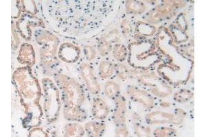 IHC-P analysis of Human Kidney Tissue, with DAB staining. (HMGB1 Antikörper  (AA 1-215))