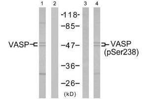 Western blot analysis of extract from NIH/3T3 cells untreated or treated with forskolin (40µM, 30min), using VASP (Ab-238) antibody (E021172, Line 1 and 2) and VASP (phospho-Ser238) antibody (E011158, Line 3 and 4). (VASP Antikörper  (pSer238))