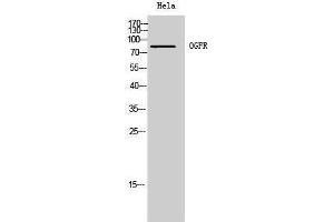 Western Blotting (WB) image for anti-Opioid Growth Factor Receptor (OGFR) (Internal Region) antibody (ABIN3185997) (OGFR Antikörper  (Internal Region))