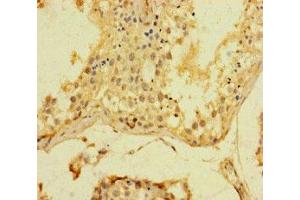 Immunohistochemistry of paraffin-embedded human testis tissue using ABIN7169393 at dilution of 1:100 (SRF Antikörper  (AA 57-269))
