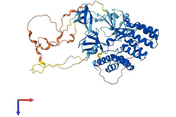 NCF2 Protein (AA 1-525) (His tag)
