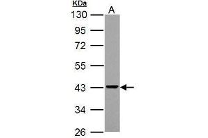 WB Image Sample (30 ug of whole cell lysate) A: NCI-H929 10% SDS PAGE antibody diluted at 1:3000 (ADA Antikörper)