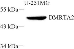 DMRTA2 antibody