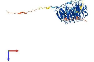 WDR55 Protein (AA 1-383) (His tag)