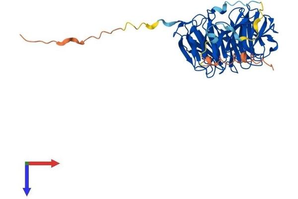 WDR55 Protein (AA 1-383) (His tag)