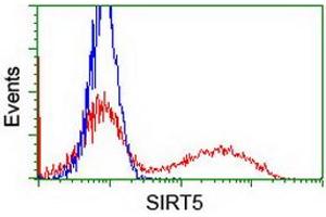 Image no. 3 for anti-Sirtuin 5 (SIRT5) antibody (ABIN1500931) (SIRT5 Antikörper)