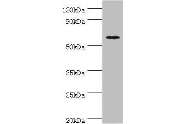 CRY2 anticorps  (AA 434-593)