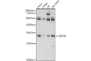 Western blot analysis of extracts of various cell lines, using CDC34 antibody (ABIN6131558, ABIN6138257, ABIN6138258 and ABIN6221114) at 1:1000 dilution. (CDC34 Antikörper  (AA 1-236))