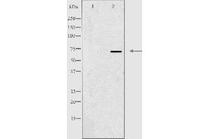 Western blot analysis of extracts from 293 cells, using NCOA4antibody.