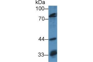 Western Blot; Sample: Human Hela cell lysate; Primary Ab: 3µg/ml Rabbit Anti-Mouse OCT1 Antibody Second Ab: 0.