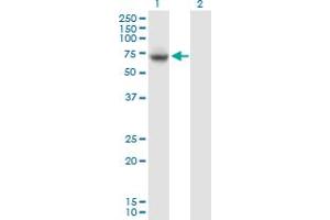 Western Blot analysis of VPS33A expression in transfected 293T cell line by VPS33A MaxPab polyclonal antibody.
