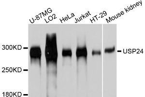 Western blot analysis of extracts of various cell lines, using USP24 antibody (ABIN4905573) at 1:1000 dilution. (USP24 Antikörper)