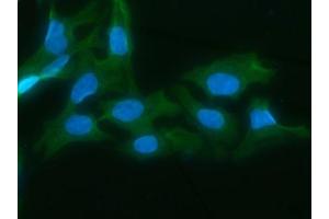 IF analysis of AKR1D1 using anti-AKR1D1 antibody (ABIN7602975). (AKR1D1 Antikörper  (Middle Region))