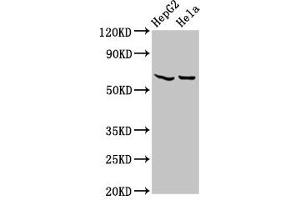 Western Blot Positive WB detected in: HepG2 whole cell lysate, Hela whole cell lysate All lanes: MT-ND5 antibody at 4. (MT-ND5 Antikörper  (AA 503-581))