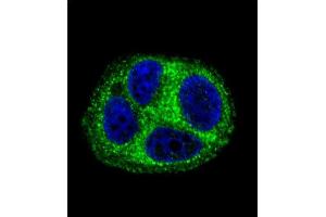 Confocal immunofluorescent analysis of QTRTD1 Antibody (C-term) (ABIN655642 and ABIN2845119) with MCF-7 cell followed by Alexa Fluor 488-conjugated goat anti-rabbit lgG (green). (QTRTD1 Antikörper  (C-Term))