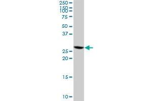 CIP29 MaxPab polyclonal antibody. (SARNP Antikörper  (AA 1-210))