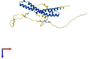 OCEL1 Protein (AA 1-264) (His tag)