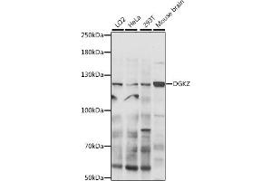 Western blot analysis of extracts of various cell lines, using DGKZ antibody (ABIN7266749) at 1:300 dilution. (DGKZ Antikörper  (AA 808-1117))