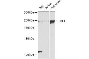 Western blot analysis of extracts of various cell lines, using SBF1 antibody (ABIN6132368, ABIN6147404, ABIN6147405 and ABIN6215954) at 1:3000 dilution. (SBF1 Antikörper  (AA 1630-1770))