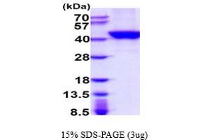 SDS-PAGE (SDS) image for tyrosylprotein Sulfotransferase 2 (TPST2) (AA 26-377) protein (His tag) (ABIN5854555) (TPST2 Protein (AA 26-377) (His tag))