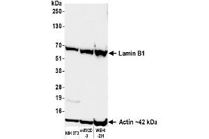 Western Blotting (WB) image for anti-Lamin B1 (LMNB1) (AA 450-500) antibody (ABIN7795810)