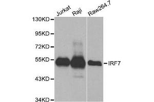 Western blot analysis of extracts of various cell lines, using IRF7 antibody. (IRF7 Antikörper  (AA 257-516))