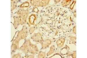 Immunohistochemistry of paraffin-embedded human kidney tissue using ABIN7145574 at dilution of 1:100